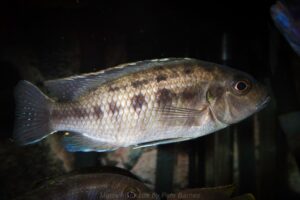 Petrotilapia genalutea 'Chilumba'